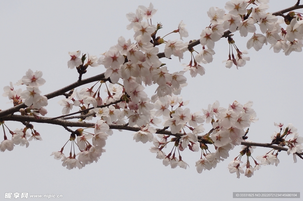 樱花