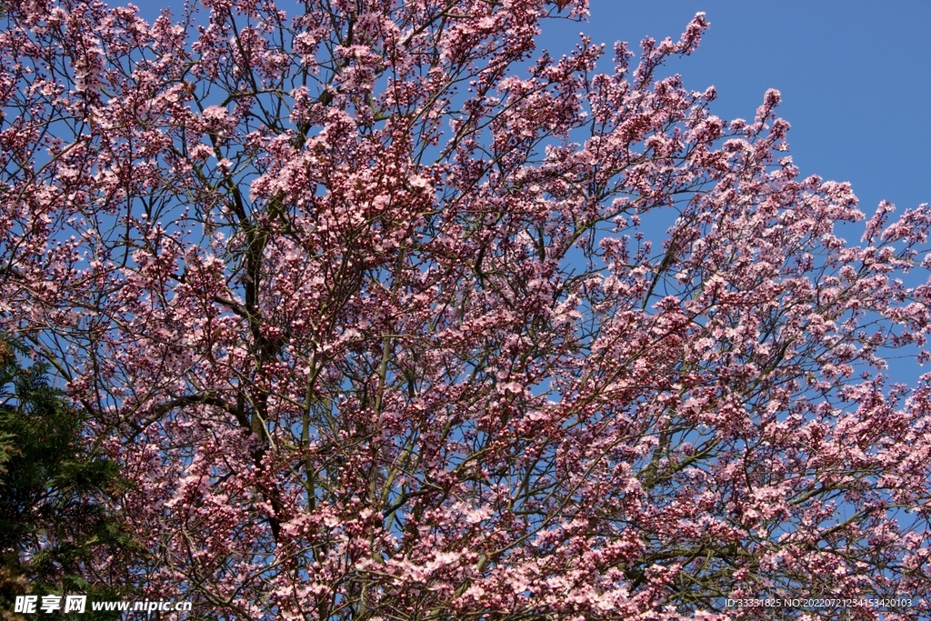樱花