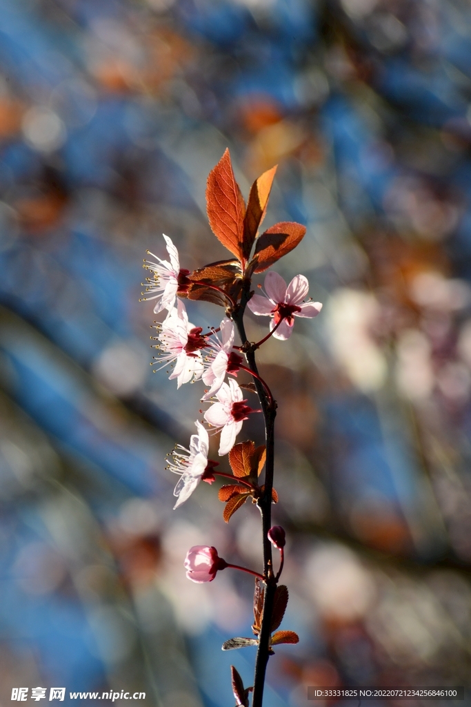 樱花
