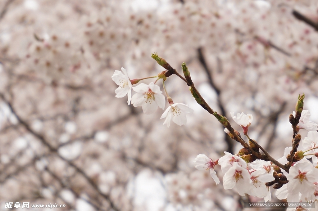 樱花