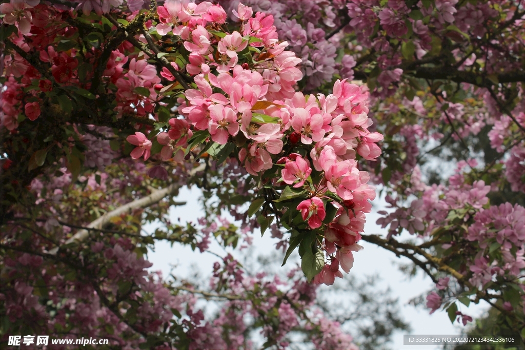樱花