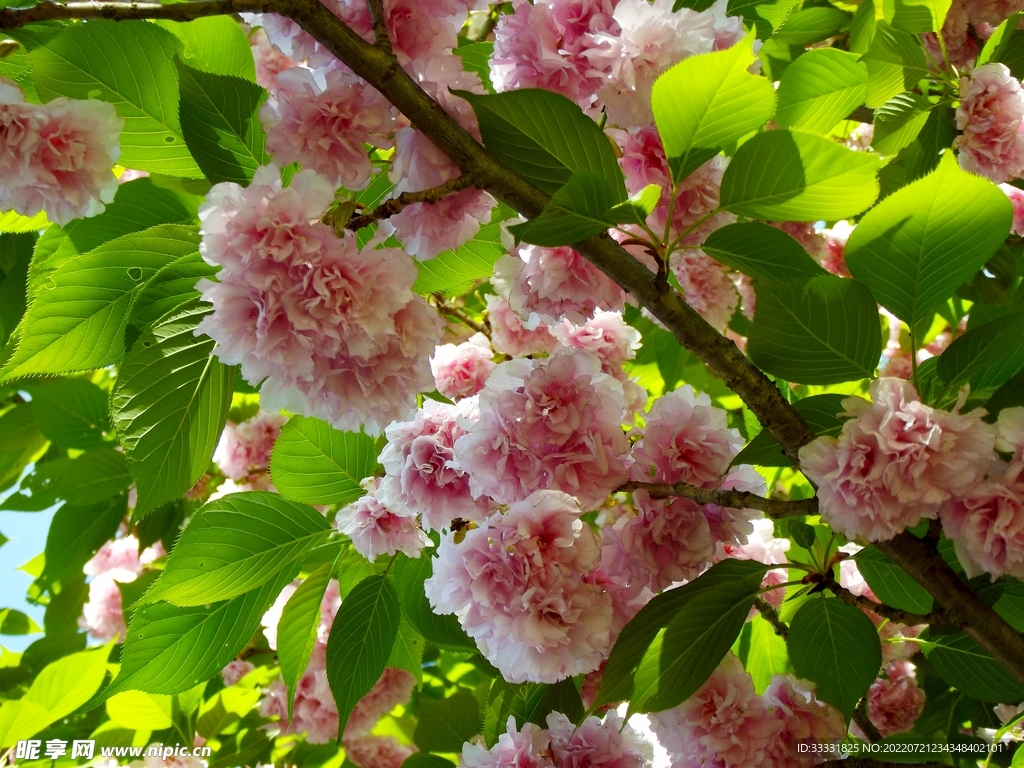 樱花