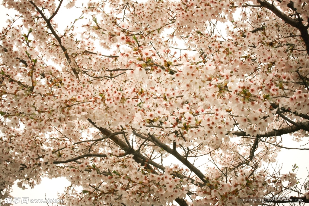 樱花