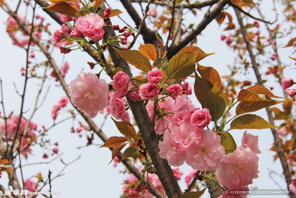 樱花