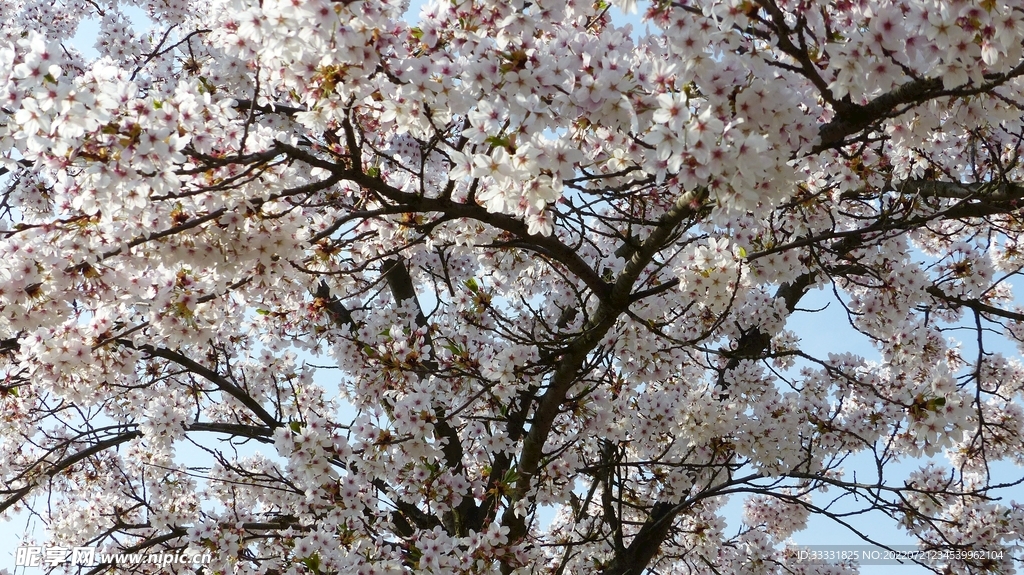 樱花