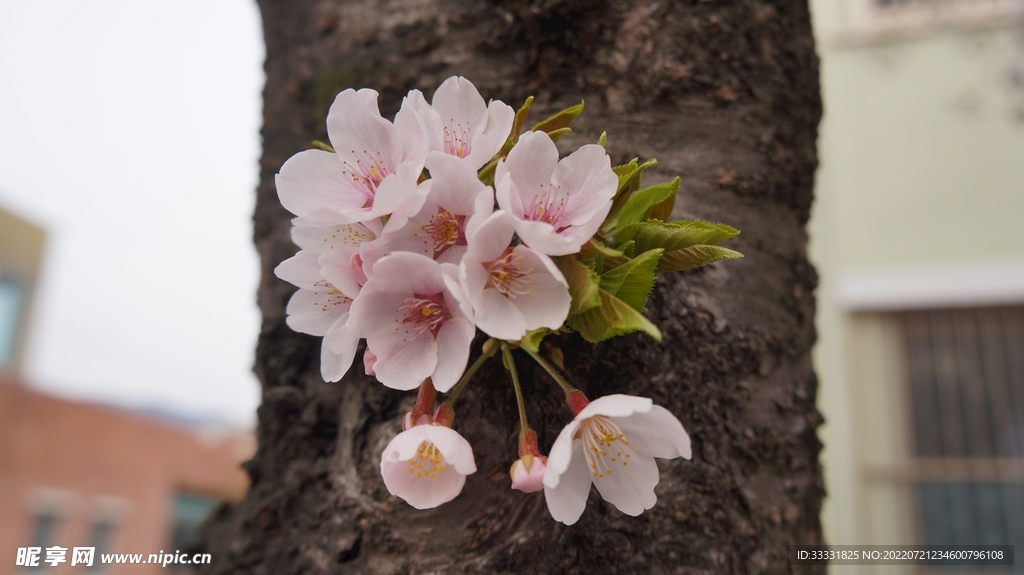 樱花