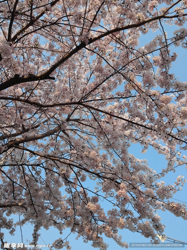 樱花