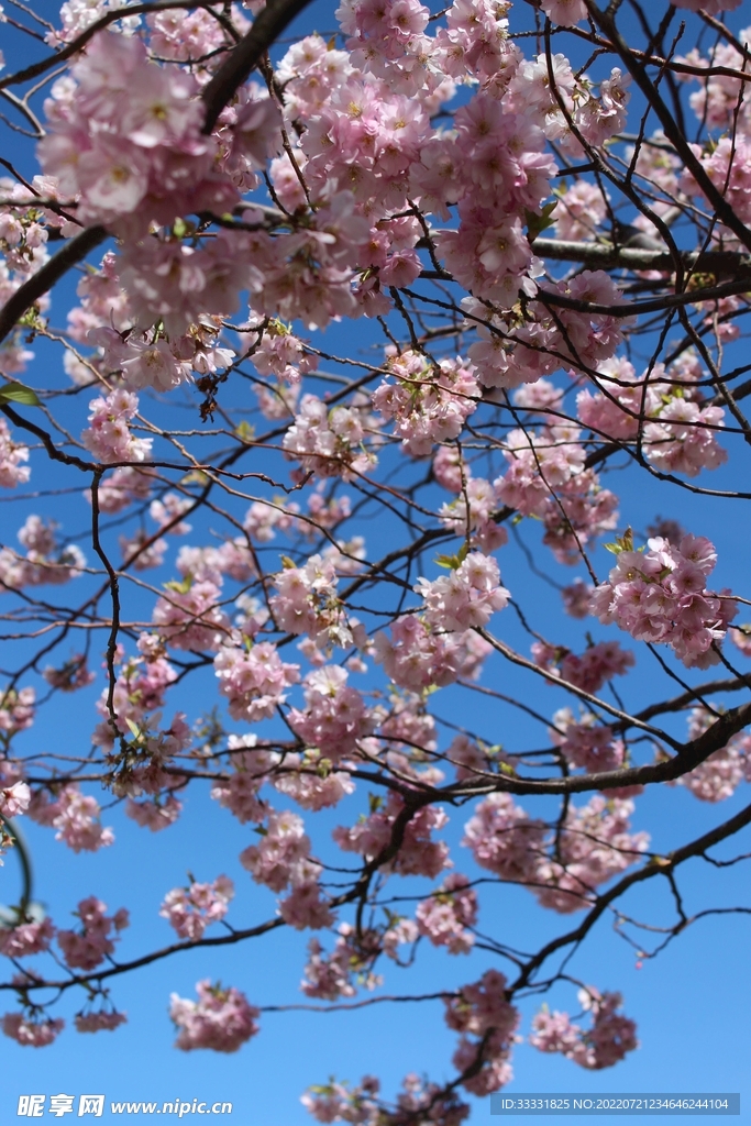 樱花