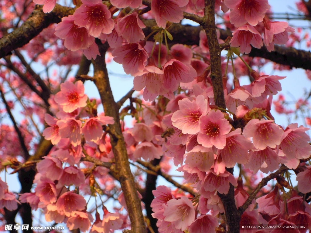 樱花