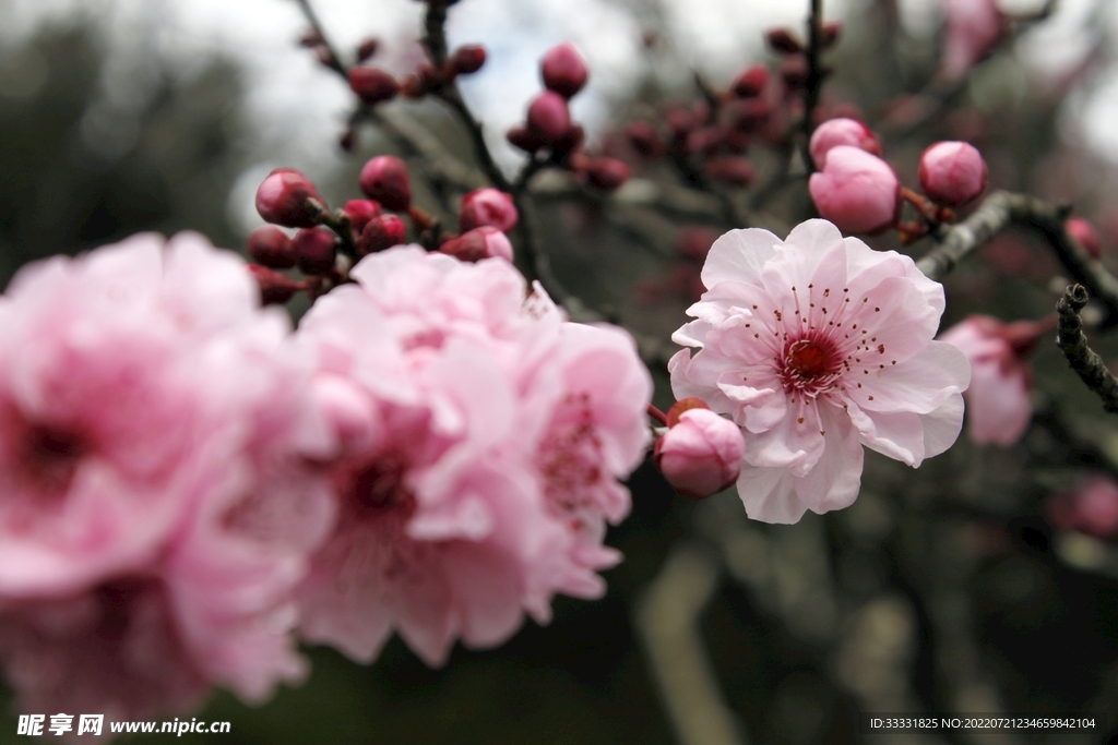 樱花