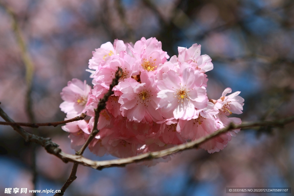 樱花