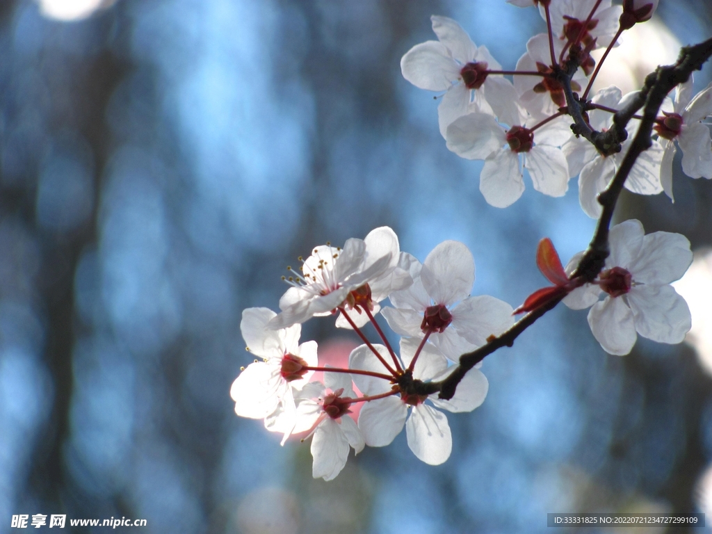 樱花