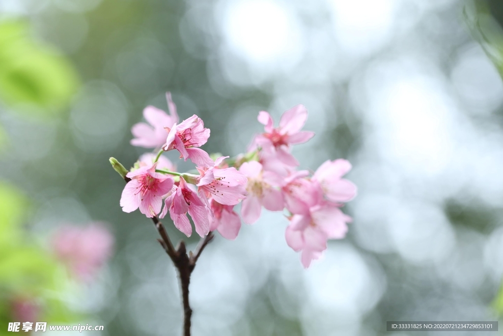 樱花