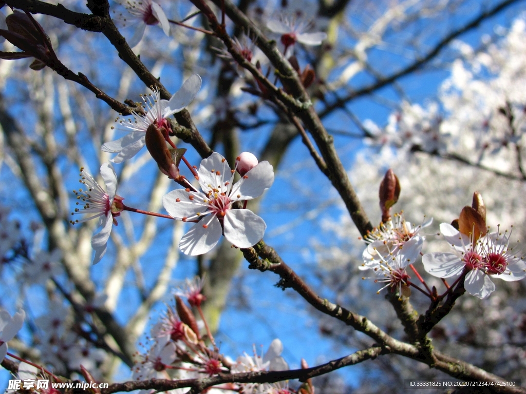 樱花