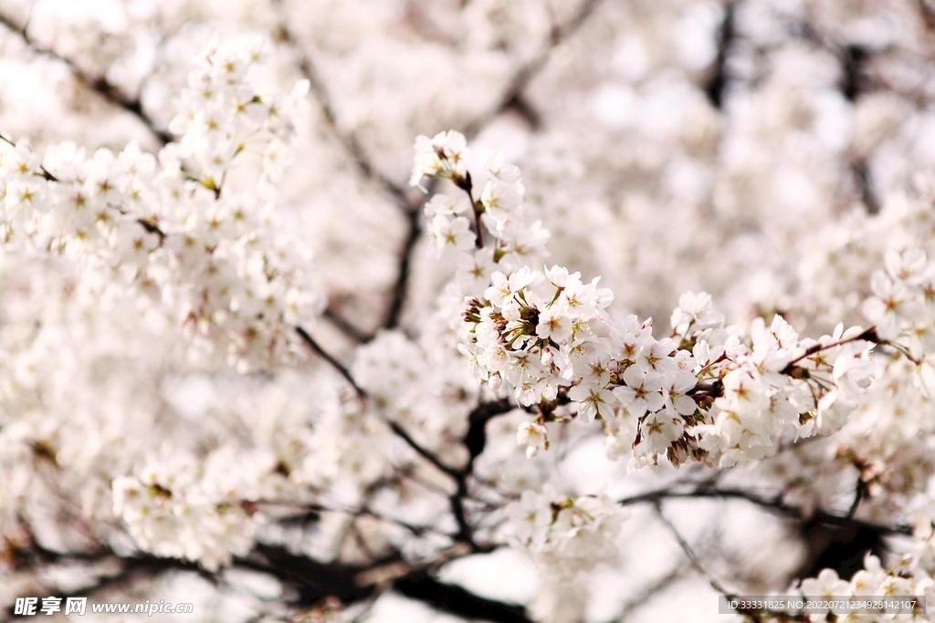 樱花