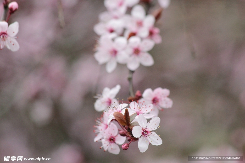 樱花