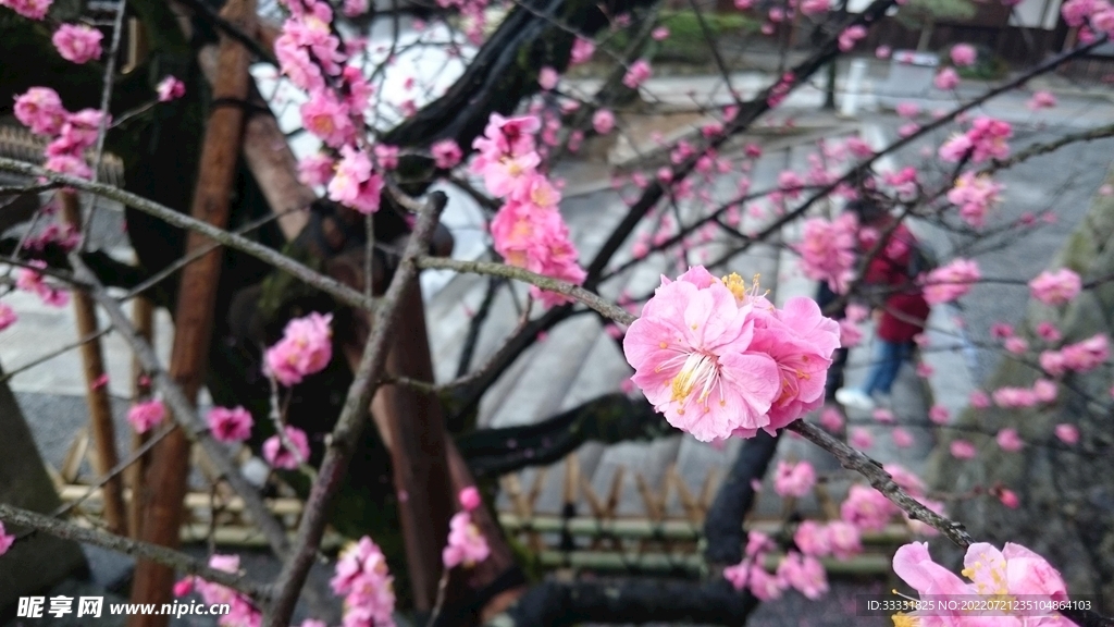 樱花
