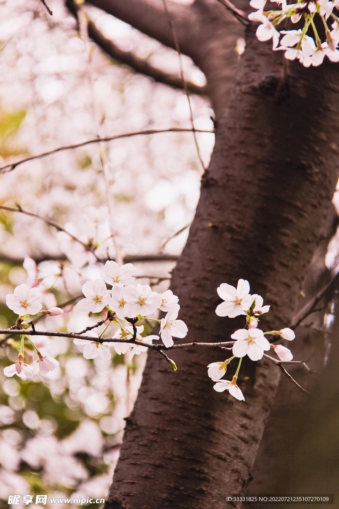 樱花