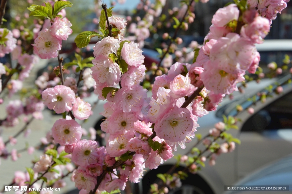 樱花