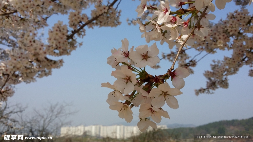樱花