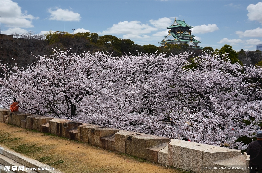 樱花