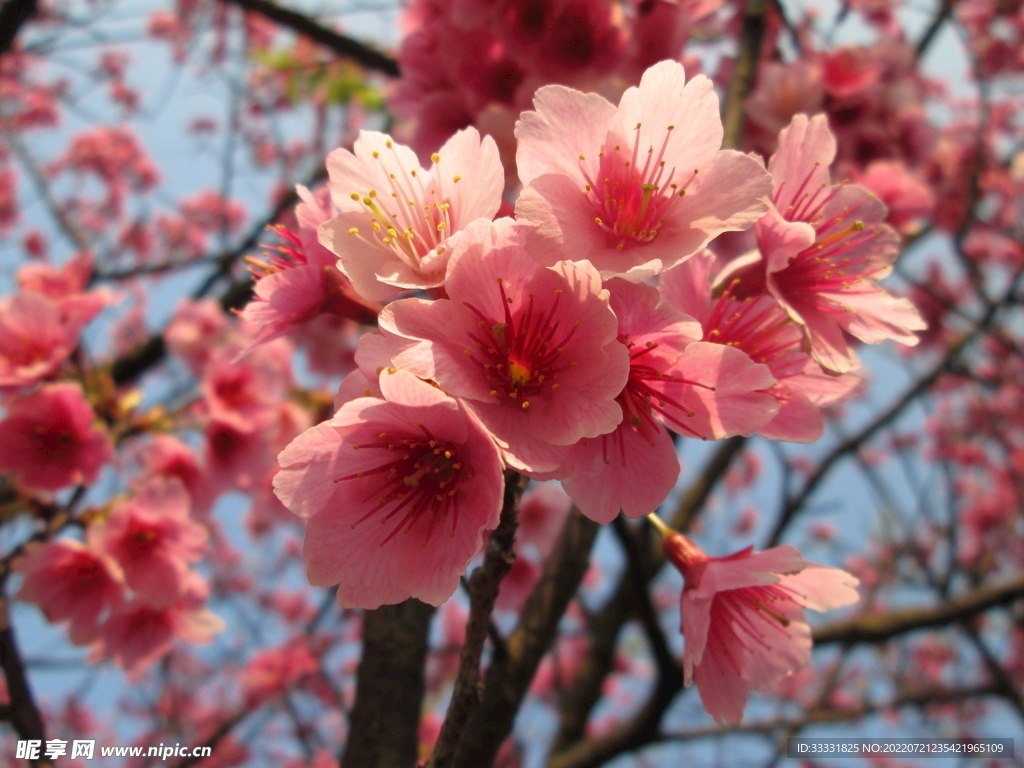樱花
