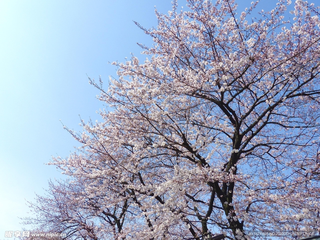 樱花