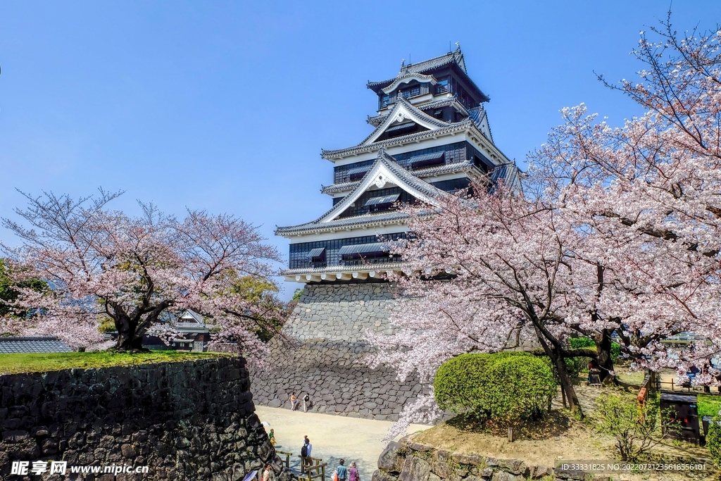 樱花