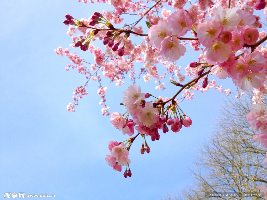 樱花
