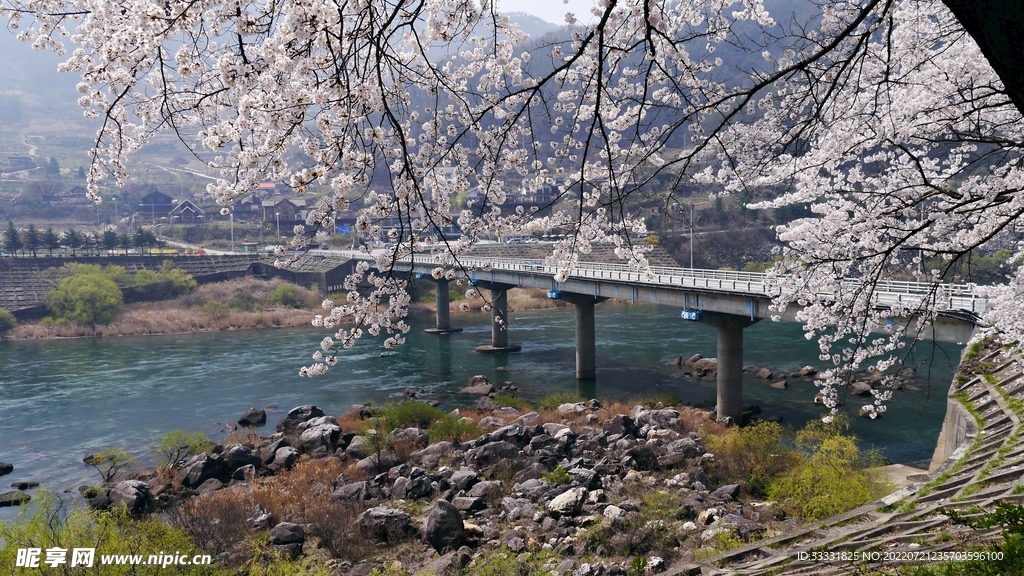 樱花
