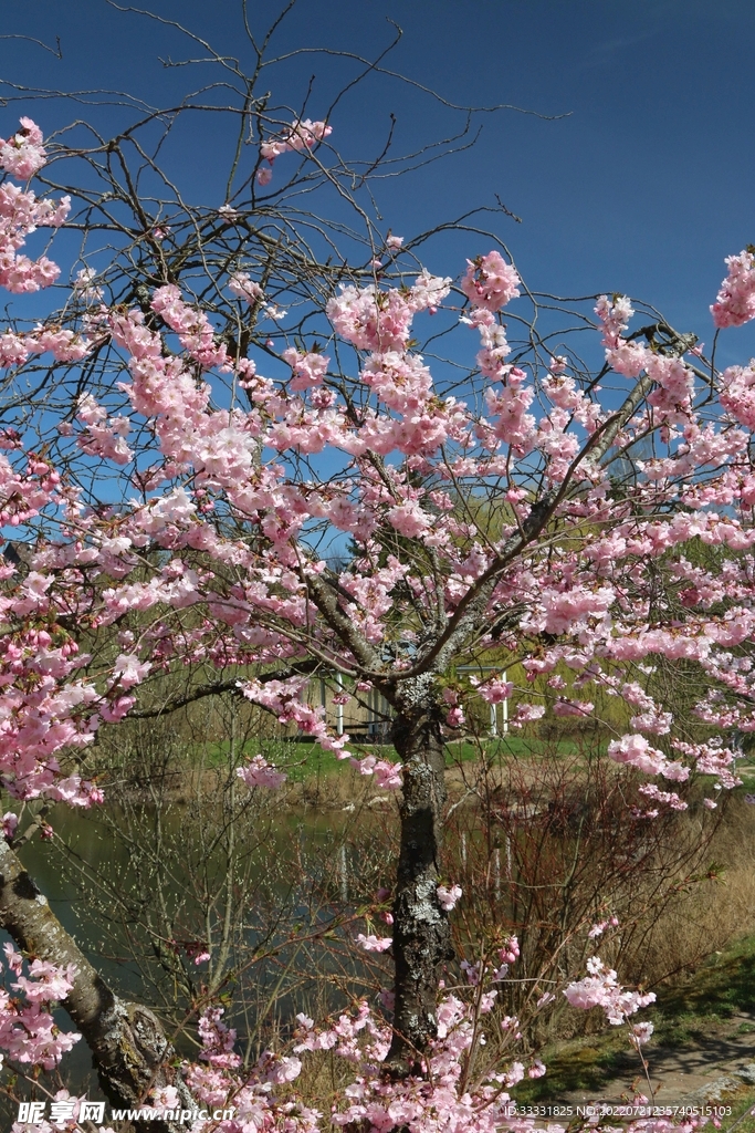 樱花