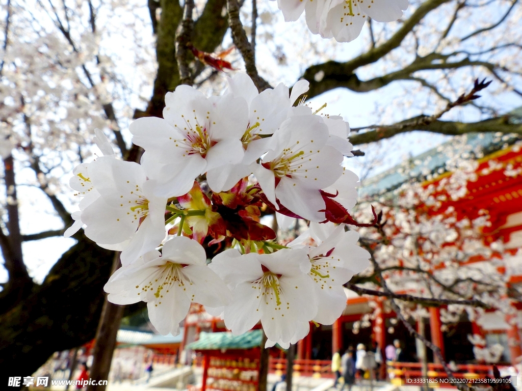 樱花