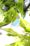 夏日植物沙滩椅子