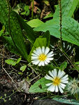 白色小野菊 小野花 白菊花