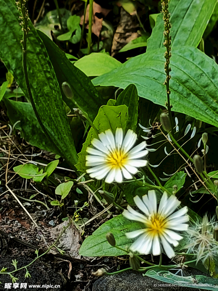 白色小野菊 小野花 白菊花