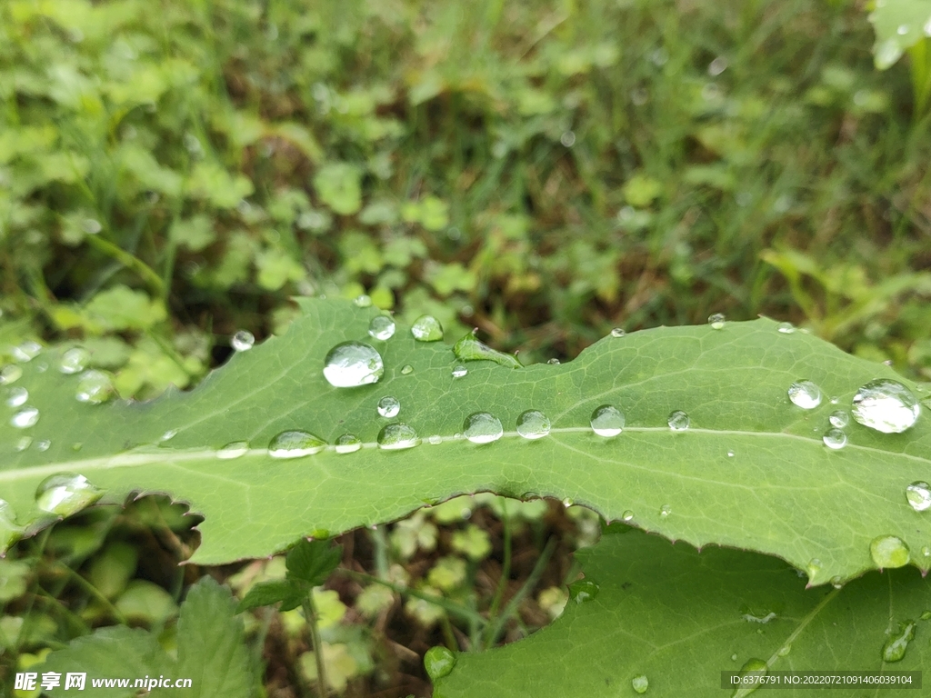 雨后绿叶 草坪 公园 水滴