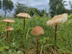 雨后蘑菇 草坪 公园 