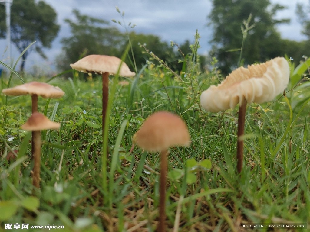 雨后蘑菇 草坪 公园 