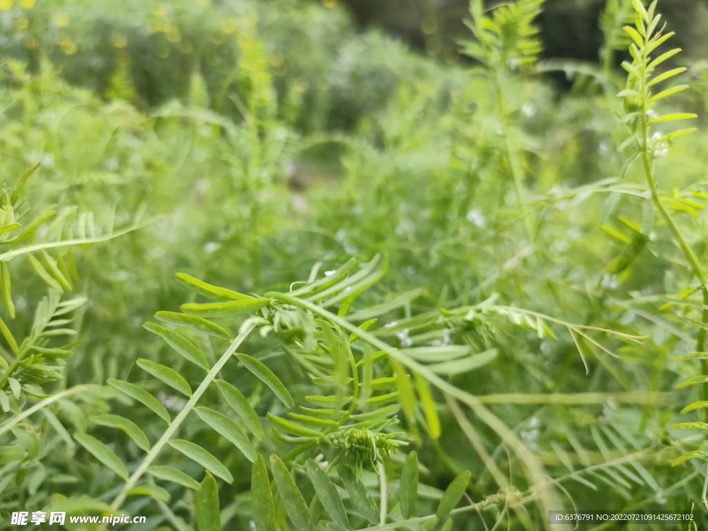  绿色 植物  公园 田园 草