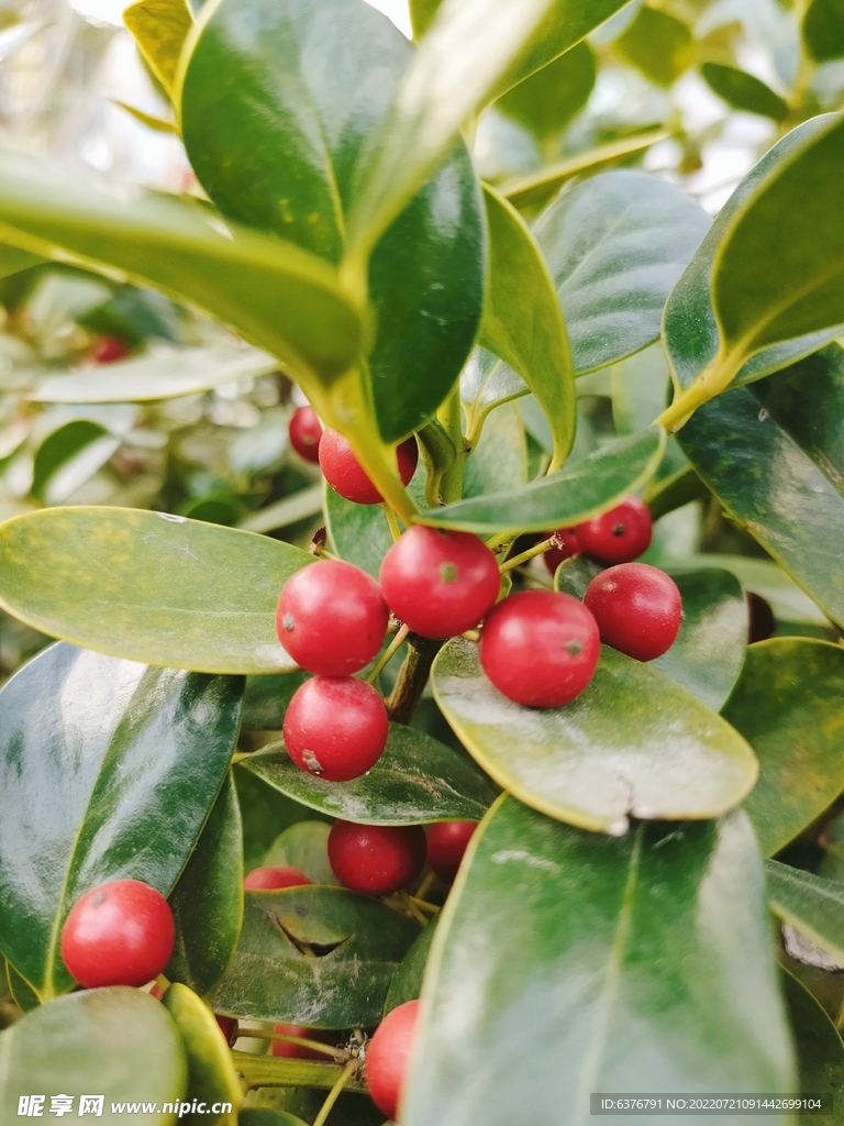 红色果实  植物 绿叶 花