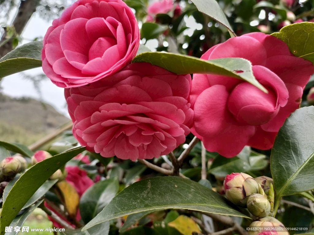 红色茶花 花蕊 植物