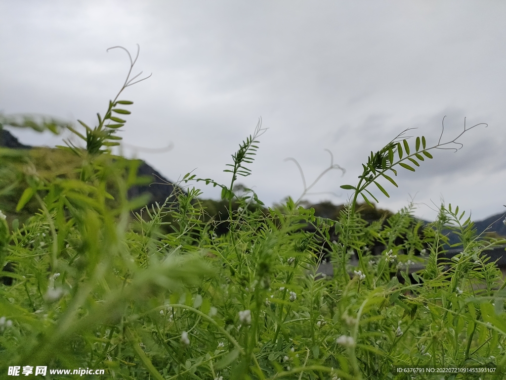  绿色 植物  公园 田园 草