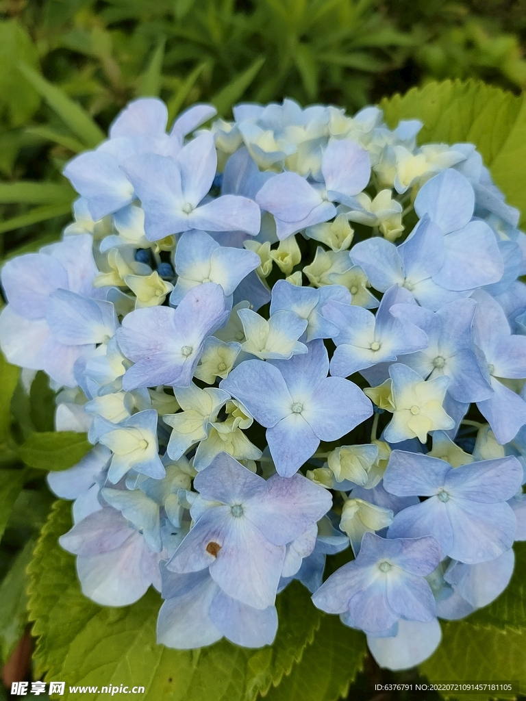 花球 绣球花  花丛 公园  