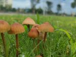 雨后蘑菇 草坪 公园