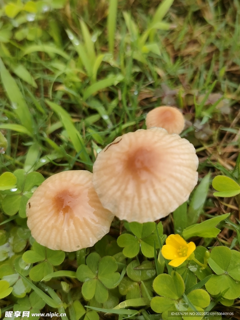 雨后蘑菇  公园  草坪 绿色