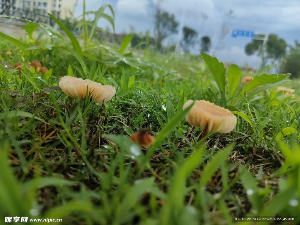 雨后蘑菇  公园  草坪 绿色