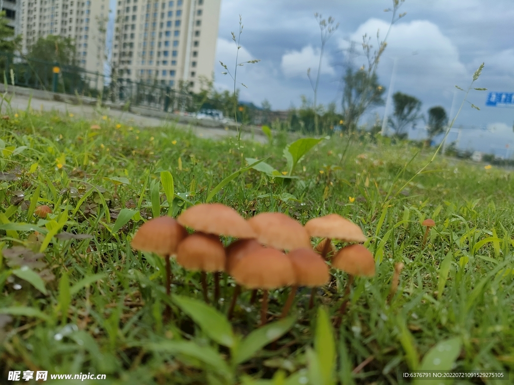 雨后蘑菇  公园  草坪 绿色