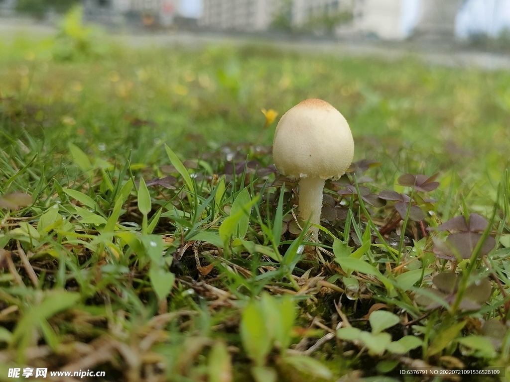 雨后蘑菇  公园  草坪 绿色