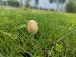 雨后蘑菇  公园  草坪 绿色