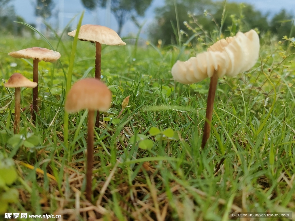 雨后蘑菇  公园  草坪 绿色